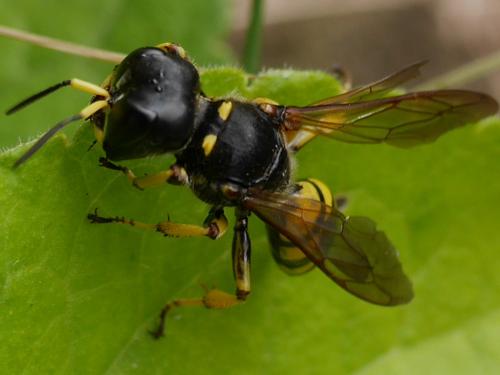 Réf. 216 644 : Ectemnius fossorius